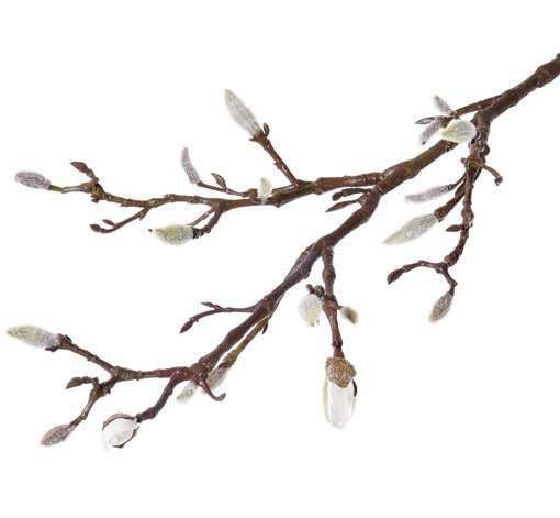 zijden magnolia