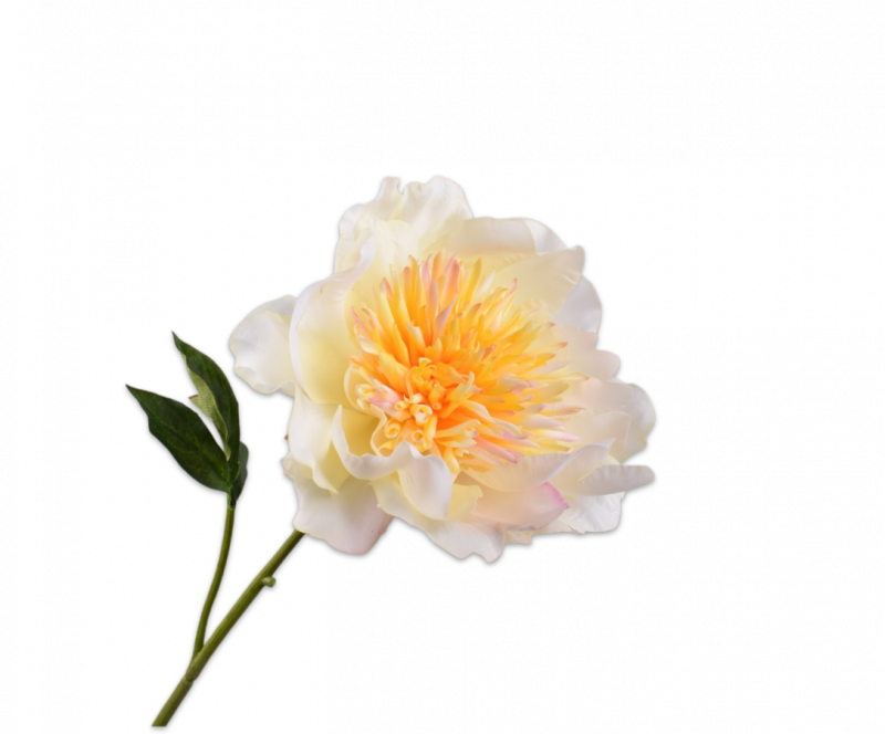 pioen creme