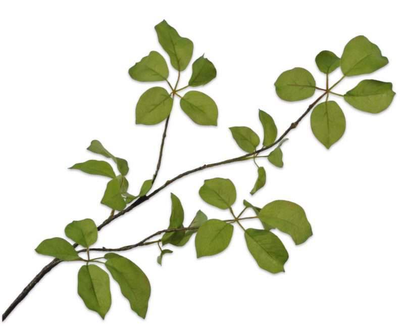 bladtak groen
