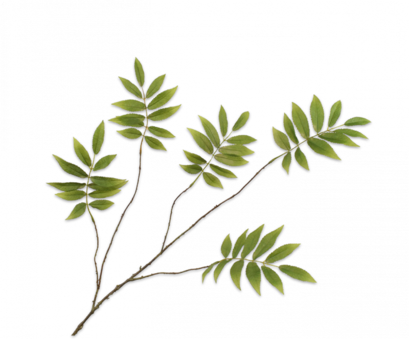bladtak groen kunst