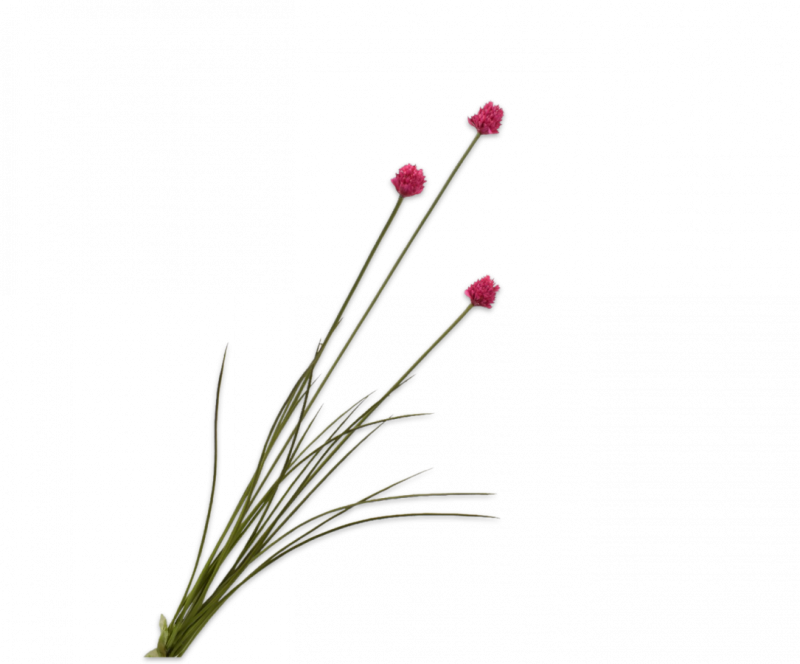 kunst allium