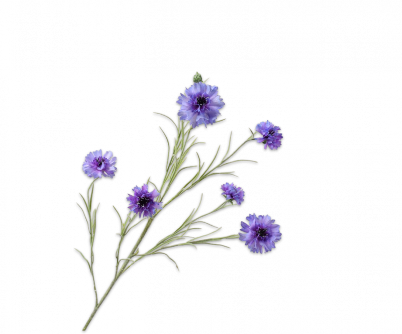 korenbloem silkka