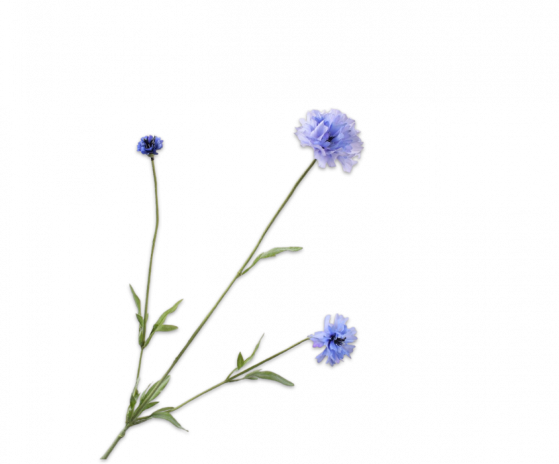 korenbloem