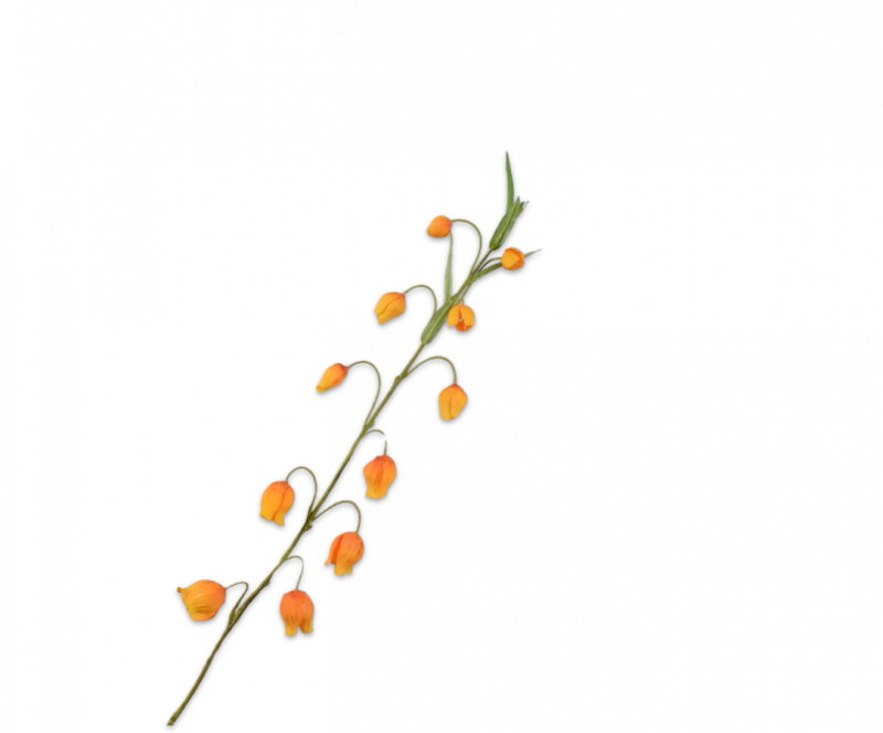 sandersonia kunst