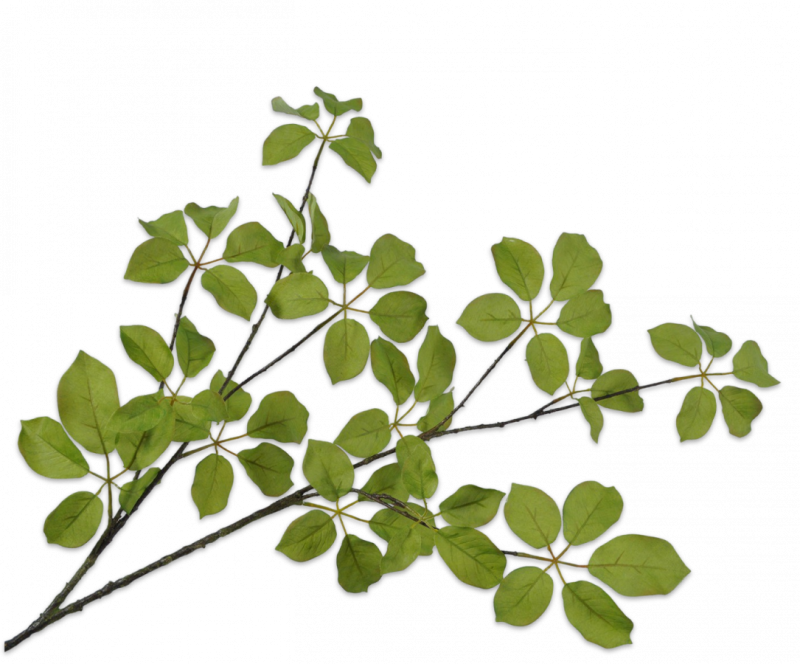 groene bladtak
