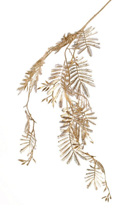 gouden mimosa
