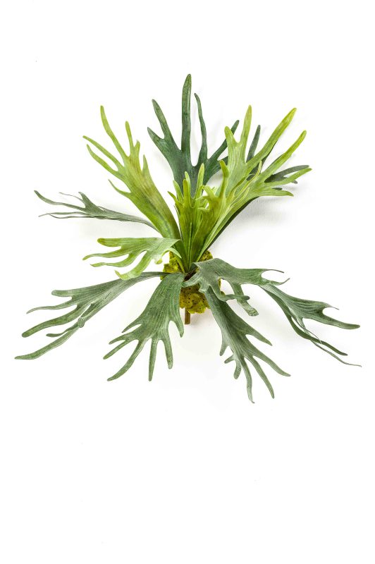 Hertshoornvaren H48 cm