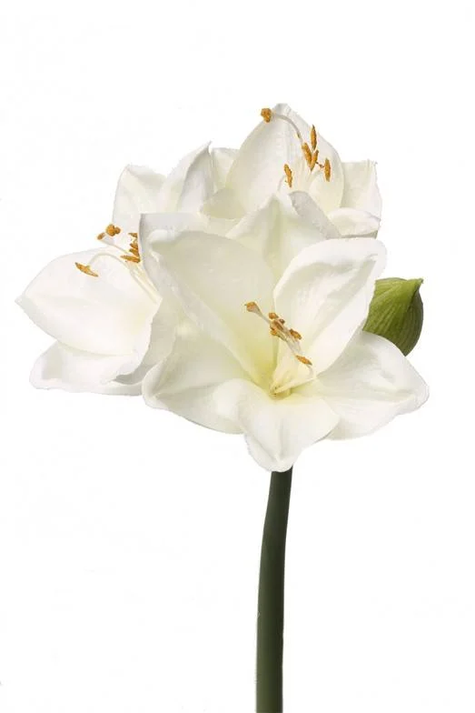 kunst amaryllis