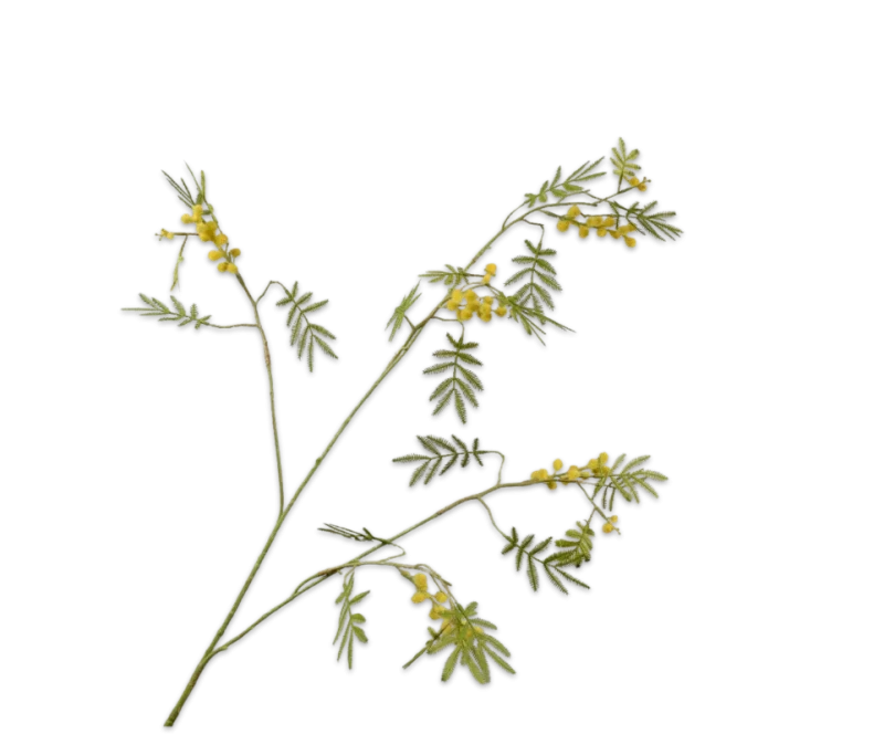 kunst mimosa tak