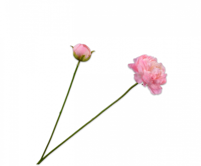 ranonkel zacht roze silk-ka