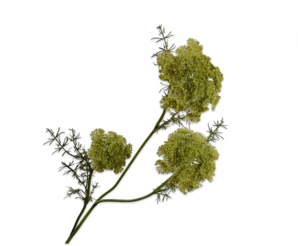 dille groen