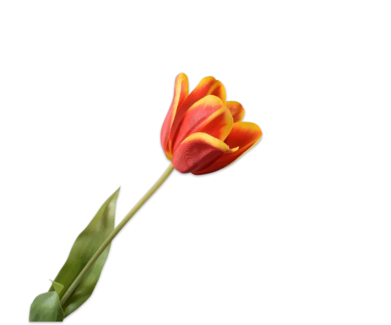 rode tulp silkka