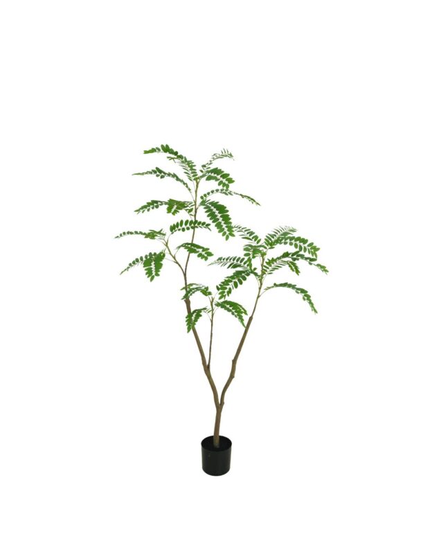 mimosa boom