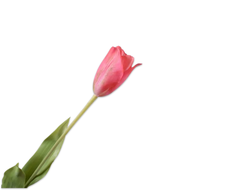 silk-ka roze tulp