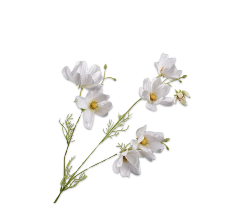 cosmos tak wit